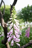 Foxgloves in a garden