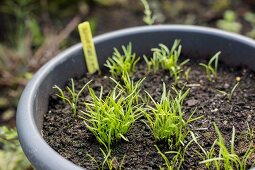 Spriessende Karotten im Blumentopf