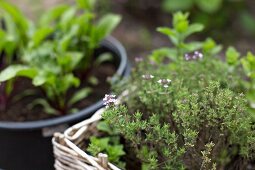 Thyme in a planting basket