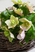 Pale pink hellebores in round wicker basket