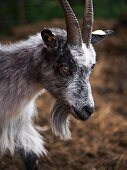 A goat in a farmyard (close-up)