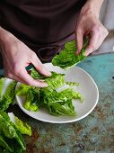 Waldorf salad being made: cos lettuce being shredded