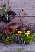 Herbstliches Stillleben mit Moos, Pilzen, Heidelbeeren, Hagebutten und Holunderbeeren auf Holzuntergrund