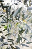An olive tree (close-up)