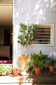 Potted plant on sunny wooden terrace outside house with open terrace door