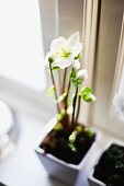 Blühende Christrose in kleinem Blumentopf am Fenster