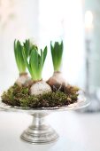 Hyacinth bulbs and moss arranged on silver dish