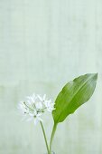 Flowering ramsons (wild garlic)