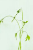 A sprig of young hops