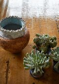 Various potted succulents next to ceramic pot on floor