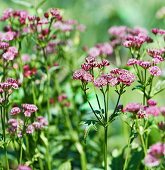 Rotblühende Sterndolde (Astrantia carniolica Rubra)