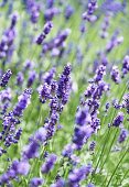Flowering lavender (lavandula angustifolia)