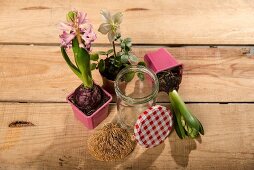 Potted hyacinths and hellebore, bracket fungus and screw-top jar