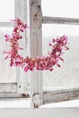 Dried Christmas cactus flowers threaded on wire in front of old wooden window