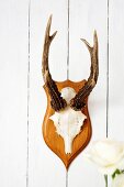 Antlers on wall