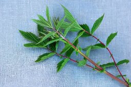 Meadowsweet on a fabric surface