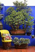 Chair with yellow cover next to tub of succulents on floor in front of blue wall with masonry bench and old jade tree in large planter