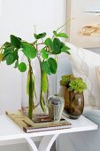 Foliage plants in various vases on white side table