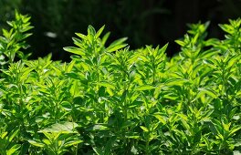 Oregano plants outside