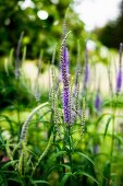 Purple flowers (Veronica spicata - spiked speedwell) in garden