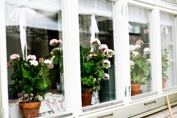 Blick auf Fensterband, innenseitig rosa Geranien im Topf auf Fensterbank