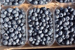 Blueberries in plastic punnets