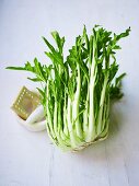 Puntarelle (Italian chicory) with a mortar and vegetable grater