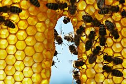 Honeybees working