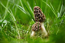 Morel mushrooms growing in grass