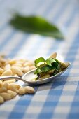Wild garlic pesto and ingredients