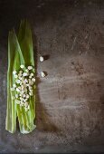 Corn kernels on corn leaves