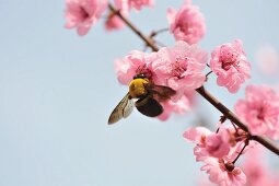Close up of bee feeding on peach blossom
