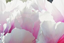 Close up of flower with pink and white petals