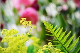 Lady's mantle and fern in garden