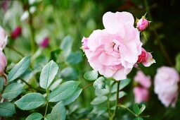 Pink roses in a garden