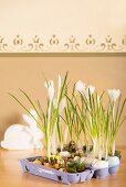 Egg box and egg shells used as planter for crocuses