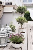 Lavender, small olive tree and Oriental-style lanterns on wooden terrace