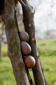 Drei, im Sud von Walnussschalen gefärbte Eier, zwischen Stöcken eingeklemmt