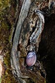 Im Heidelbeersud gefärbtes, ausgeblasenes Entenei in einem Baumfragment