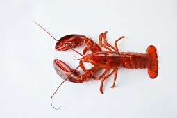 A lobster on a white surface