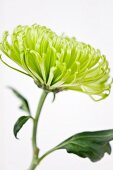 Green chrysanthemum