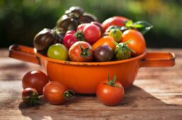 Various types of tomatoes in an orange, enamel sieve on a wooden surface