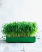 Wheatgrass growing in a small container