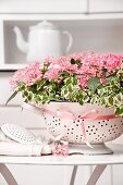 Pentas and creeping fig planted in old colander