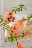 Blütenzweig der lachsfarbenen Zierquitte (Chaenomeles) vor Spiegel mit nostalgischen Postkarten