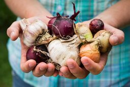 A girl holding various types of self-harvested onions and garlic