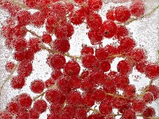 Rote Johannisbeeren unter Wasser mit Luftbläschen