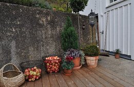 Körbe mit frisch geernteten Äpfeln und Pflanztöpfe vor alter Mauer auf Holzdeck