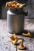 Chanterelle mushrooms in an old milk churn