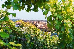 A view over Würzburg through Riesling vines